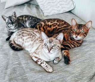 Illustration de l'article : 20 photos rendant honneur à la noblesse du chat Bengal