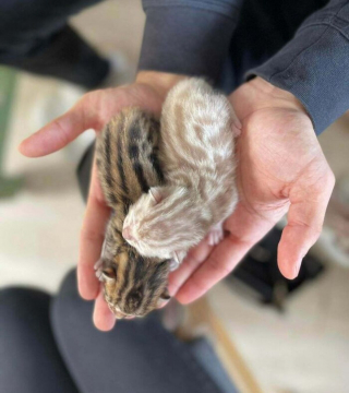 Illustration de l'article : 20 photos rendant honneur à la noblesse du chat Bengal