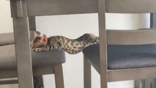 Illustration de l'article : 20 photos rendant honneur à la noblesse du chat Bengal