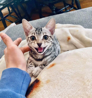 Illustration de l'article : 20 photos rendant honneur à la noblesse du chat Bengal