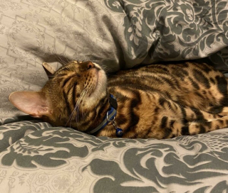 Illustration de l'article : 20 photos rendant honneur à la noblesse du chat Bengal
