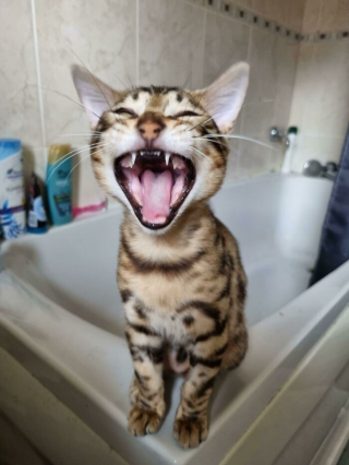Illustration de l'article : 20 photos rendant honneur à la noblesse du chat Bengal