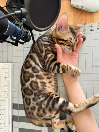Illustration de l'article : 20 photos rendant honneur à la noblesse du chat Bengal