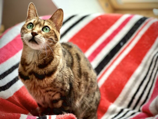 Illustration de l'article : 20 photos rendant honneur à la noblesse du chat Bengal