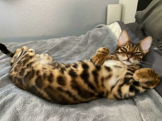 Illustration de l'article : 20 photos rendant honneur à la noblesse du chat Bengal