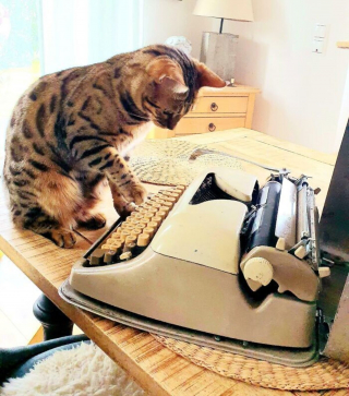 Illustration de l'article : 20 photos rendant honneur à la noblesse du chat Bengal