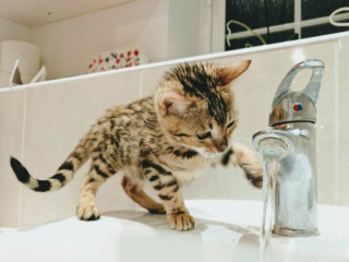 Illustration de l'article : 20 photos rendant honneur à la noblesse du chat Bengal