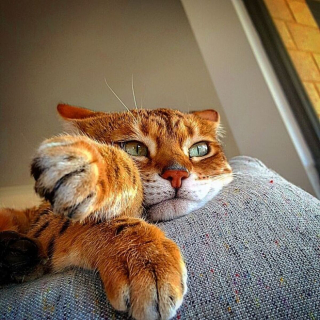Illustration de l'article : 20 photos rendant honneur à la noblesse du chat Bengal