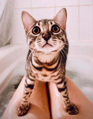 Illustration de l'article : 20 photos rendant honneur à la noblesse du chat Bengal