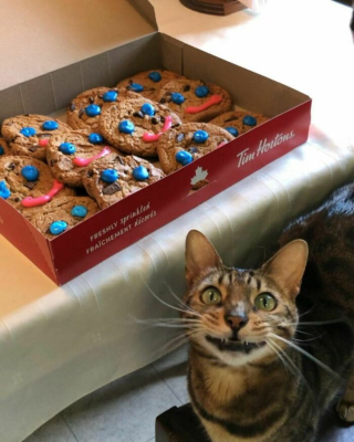 Illustration de l'article : 20 photos rendant honneur à la noblesse du chat Bengal