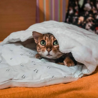 Illustration de l'article : 20 photos rendant honneur à la noblesse du chat Bengal