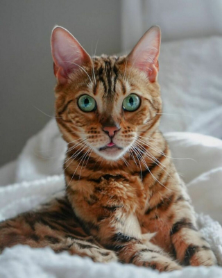 Illustration de l'article : 20 photos rendant honneur à la noblesse du chat Bengal