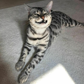 Illustration de l'article : 20 photos rendant honneur à la noblesse du chat Bengal
