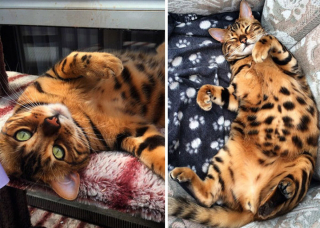 Illustration de l'article : 20 photos rendant honneur à la noblesse du chat Bengal