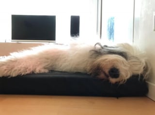 Illustration de l'article : 20 photos au poil de Bobtails, chiens à la fourrure généreuse et ayant le sens de la famille
