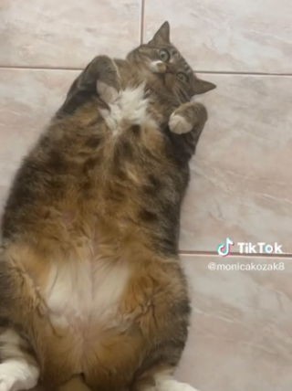 Illustration de l'article : L'émouvante vidéo racontant l'histoire d'un chat adopté par la voisine après la disparition de sa propriétaire