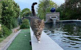 Illustration de l'article : La guérison quasi miraculeuse d'un chat paralysé à cause d'un caillot sanguin