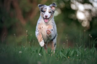Illustration de l'article : Quel est le chien préféré des Français ? La Centrale Canine dévoile son nouveau top 20