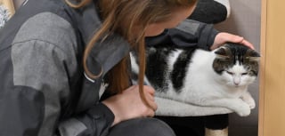 Illustration de l'article : Le nouveau « Rendez-vous de l’Animal en Ville » propose de nouvelles solutions pour une cohabitation harmonieuse entre animaux et citadins