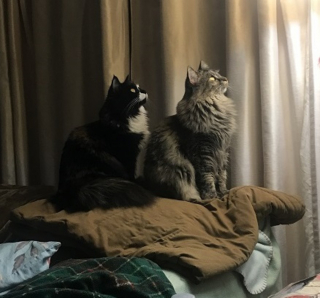 Illustration de l'article : 20 photos de duos de chats profitant ensemble des joies de la vie de famille