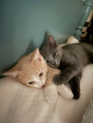 Illustration de l'article : 20 photos de duos de chats profitant ensemble des joies de la vie de famille
