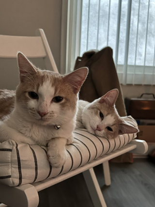 Illustration de l'article : 20 photos de duos de chats profitant ensemble des joies de la vie de famille