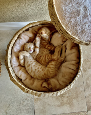 Illustration de l'article : 20 photos de duos de chats profitant ensemble des joies de la vie de famille