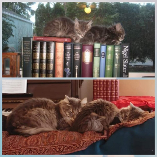 Illustration de l'article : 20 photos de duos de chats profitant ensemble des joies de la vie de famille