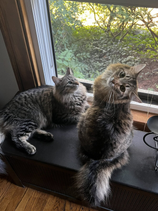 Illustration de l'article : 20 photos de duos de chats profitant ensemble des joies de la vie de famille