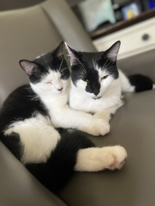 Illustration de l'article : 20 photos de duos de chats profitant ensemble des joies de la vie de famille