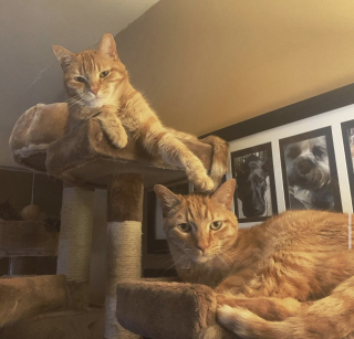 Illustration de l'article : 20 photos de duos de chats profitant ensemble des joies de la vie de famille
