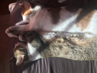 Illustration de l'article : 20 photos de duos de chats profitant ensemble des joies de la vie de famille