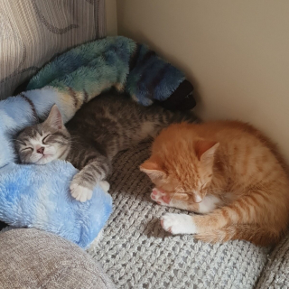 Illustration de l'article : 20 photos de duos de chats profitant ensemble des joies de la vie de famille