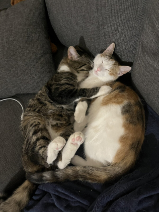 Illustration de l'article : 20 photos de duos de chats profitant ensemble des joies de la vie de famille