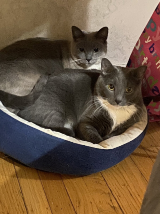 Illustration de l'article : 20 photos de duos de chats profitant ensemble des joies de la vie de famille