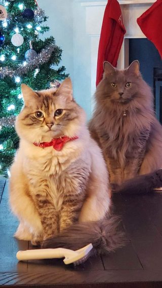 Illustration de l'article : 20 photos de duos de chats profitant ensemble des joies de la vie de famille