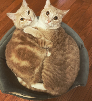 Illustration de l'article : 20 photos de duos de chats profitant ensemble des joies de la vie de famille