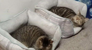 Illustration de l'article : 20 photos de duos de chats profitant ensemble des joies de la vie de famille