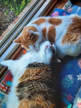 Illustration de l'article : 20 photos de duos de chats profitant ensemble des joies de la vie de famille