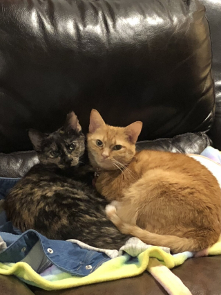 Illustration de l'article : 20 photos de duos de chats profitant ensemble des joies de la vie de famille