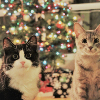 Illustration de l'article : 20 photos de duos de chats profitant ensemble des joies de la vie de famille