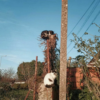 Illustration de l'article : 20 photos prouvant que défier les lois de la gravité est un véritable mode de vie pour les chats