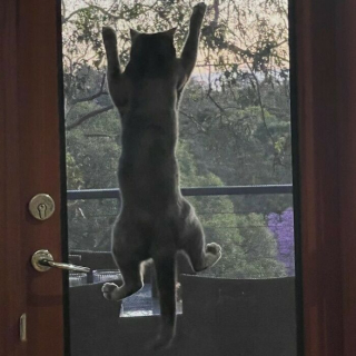 Illustration de l'article : 20 photos prouvant que défier les lois de la gravité est un véritable mode de vie pour les chats