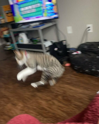 Illustration de l'article : 20 photos prouvant que défier les lois de la gravité est un véritable mode de vie pour les chats