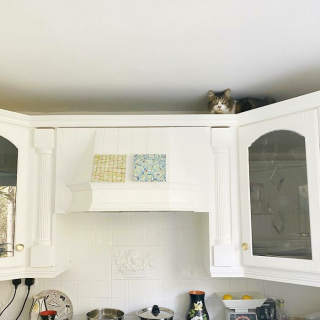 Illustration de l'article : 20 photos prouvant que défier les lois de la gravité est un véritable mode de vie pour les chats