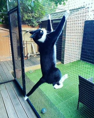 Illustration de l'article : 20 photos prouvant que défier les lois de la gravité est un véritable mode de vie pour les chats