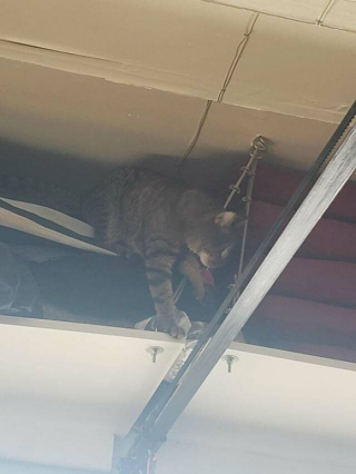 Illustration de l'article : 20 photos prouvant que défier les lois de la gravité est un véritable mode de vie pour les chats