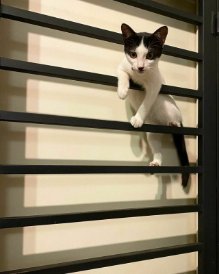 Illustration de l'article : 20 photos prouvant que défier les lois de la gravité est un véritable mode de vie pour les chats