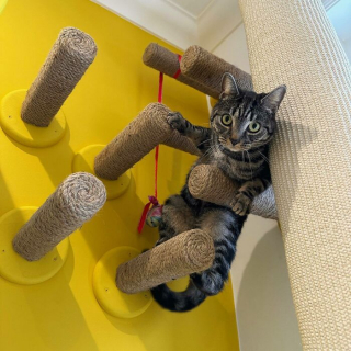 Illustration de l'article : 20 photos prouvant que défier les lois de la gravité est un véritable mode de vie pour les chats