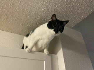 Illustration de l'article : 20 photos prouvant que défier les lois de la gravité est un véritable mode de vie pour les chats
